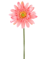 En konstgjord blomma Gerbera 55 cm rosa har en enda rosa gerbera med ett gulgrönt hjärta på en lång grön stjälk, mot en vanlig vit bakgrund.