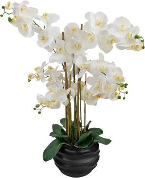 Artificiell orkidé Real Touch 85 cm vit har stora vita orkidéblommor med gult hjärta och glänsande gröna blad, vackert arrangerade i en svart keramikkruka.