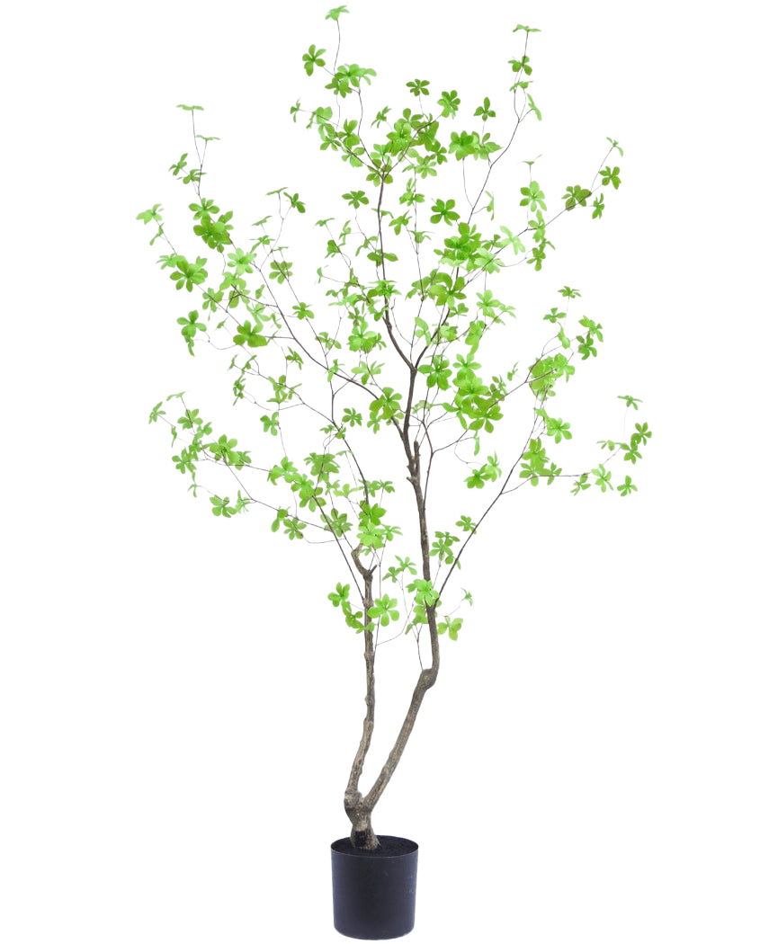 Den konstgjorda växten Enkianthus 180 cm är en lång, smal krukväxt med tunna grenar och ljusgröna blad mot en vanlig vit bakgrund.