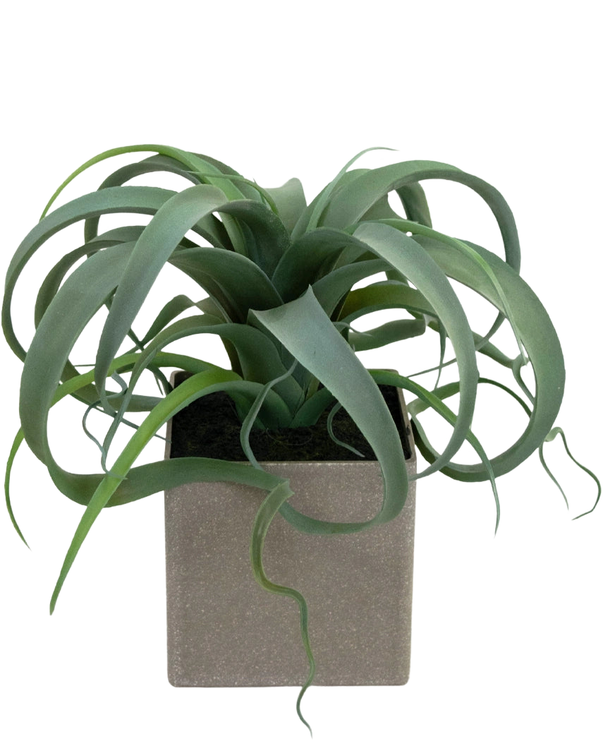 Den konstgjorda suckulentväxten i kruka 24 cm har gröna, böjda, bandliknande blad som kommer fram från en fyrkantig, ljusgrå kruka, mot en vit bakgrund.