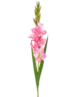 En enda konstgjord blomma Gladiolus 93 cm ljust rosa med flera ljust rosa blommor och knoppar, parat med långa gröna blad, på en vit bakgrund.