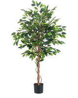 Den konstgjorda växten Ficus Green 150 cm har flera gröna blad och flätade bruna stjälkar i en enkel svart kruka, mot en vanlig vit bakgrund.