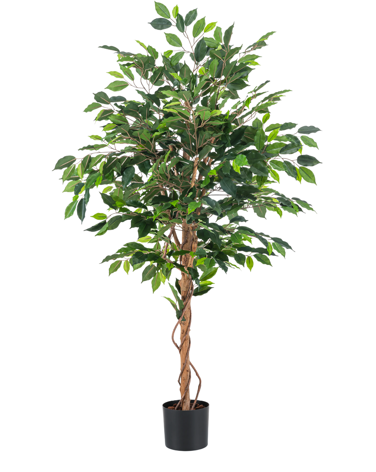 Den konstgjorda växten Ficus Green 150 cm har flera gröna blad och flätade bruna stjälkar i en enkel svart kruka, mot en vanlig vit bakgrund.