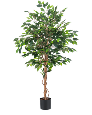 Den konstgjorda växten Ficus Green 150 cm har flera gröna blad och flätade bruna stjälkar i en enkel svart kruka, mot en vanlig vit bakgrund.