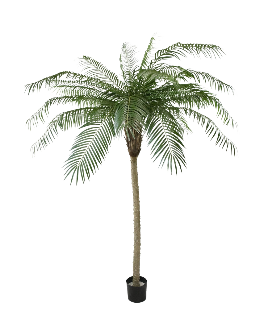 Artificiell Palm Phoenix De Luxe 210 cm har långa, böjda gröna blad och en strukturerad stam, i en liten svart kruka mot en vanlig vit bakgrund.
