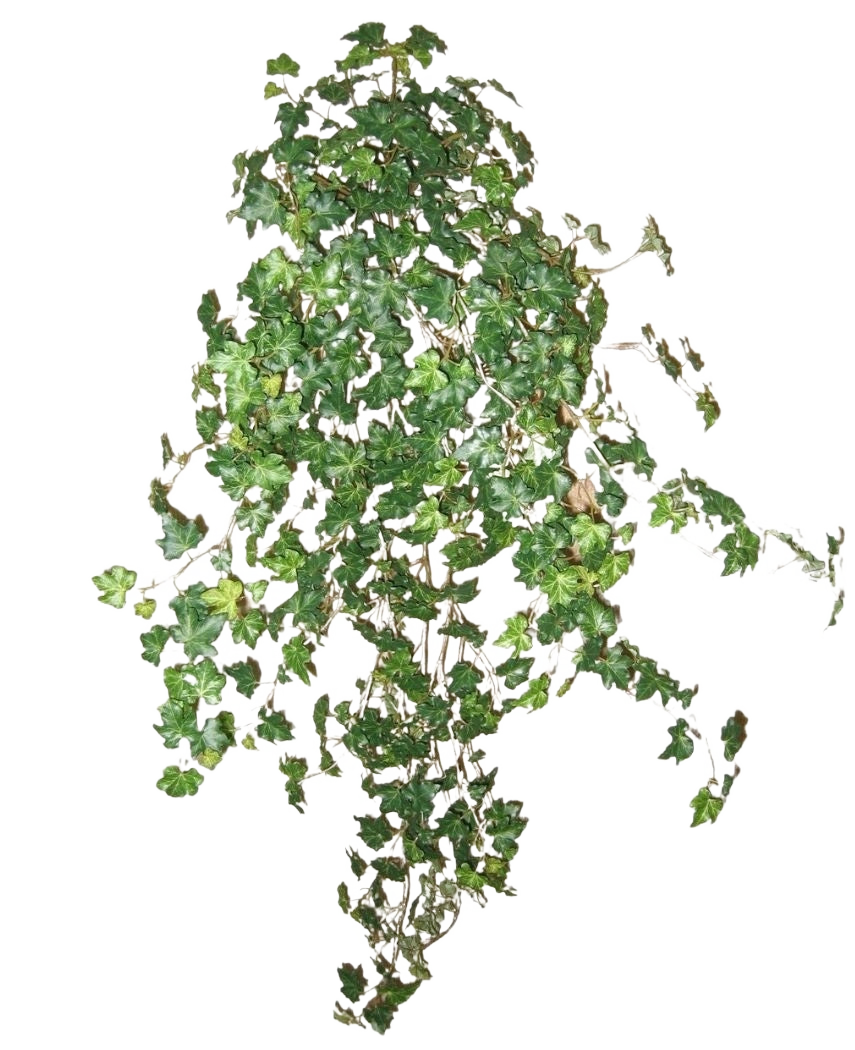 Artificiell murgröna Deluxe Grön 90 cm är ett kluster av täta gröna murgrönarankor som löper nedåt och utåt, isolerade på en vanlig vit bakgrund.