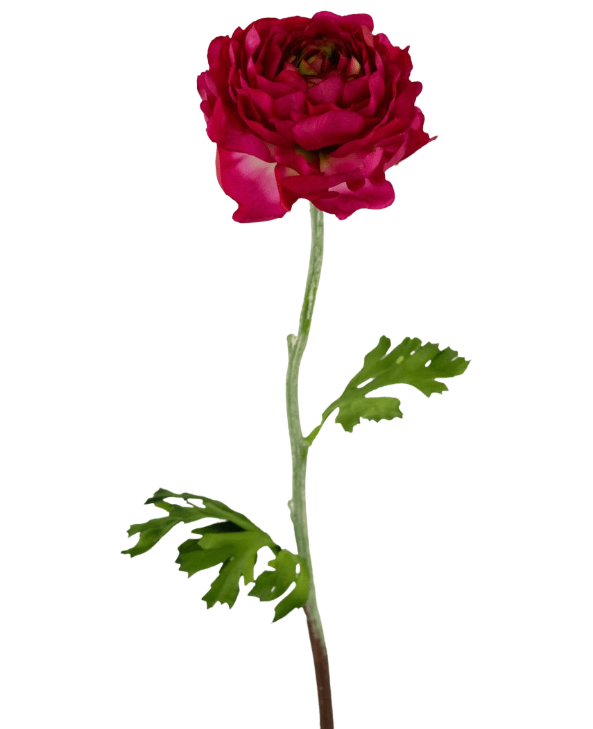 Den konstgjorda blomman Ranunculus 51 cm mörkrosa är en konstgjord mörkrosa ranunculus med skiktade kronblad, en lång grön stjälk och djupt flikiga gröna blad, isolerade på en vit bakgrund.
