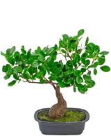 Den konstgjorda växten Bonsai Ficus 30 cm har en liten, böjd stam och täta glänsande gröna blad, i en grund svart kruka med mossa. Den är perfekt för alla rum och sticker ut vackert mot en vanlig vit bakgrund.