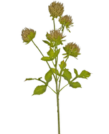 Den konstgjorda blomstertisteln 66 cm brun har en grön stjälk med flera förgrenade blad och sex bruna, striga blomhuvuden mot en vanlig vit bakgrund.