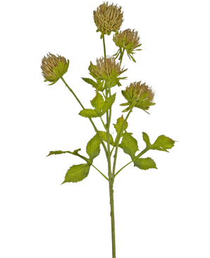 Den konstgjorda blomstertisteln 66 cm brun har en grön stjälk med flera förgrenade blad och sex bruna, striga blomhuvuden mot en vanlig vit bakgrund.