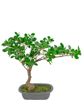 Den konstgjorda växten Bonsai Ficus 40 cm har en smal, böjd stam med täta gröna blad i en grund rektangulär kruka med mossa på toppen, mot en vit bakgrund.