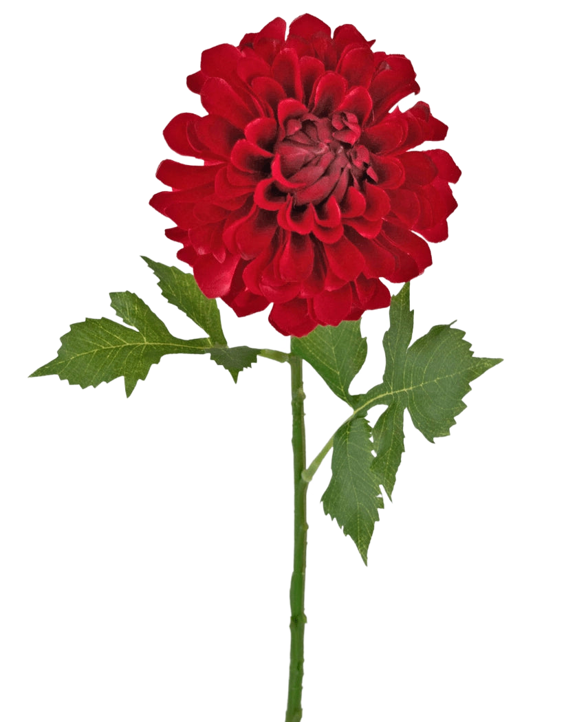 Konstgjord blomma Dahlia 50 cm röd: en enda röd dahlia med flera lager av kronblad och gröna blad på en lång stjälk, isolerad på en vit bakgrund.