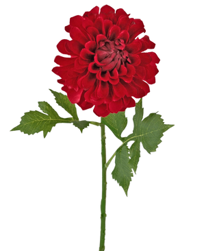 Konstgjord blomma Dahlia 50 cm röd: en enda röd dahlia med flera lager av kronblad och gröna blad på en lång stjälk, isolerad på en vit bakgrund.