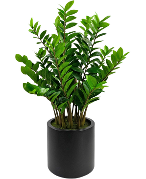 Den färdiga konstväxten Zamioculcas i svart kruka på 120 cm har glänsande gröna blad och står i en enkel, rund svart kruka mot vit bakgrund.