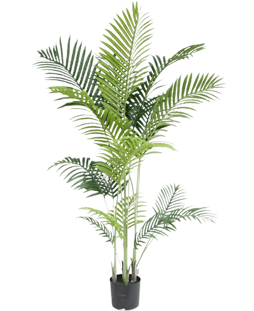 Den konstgjorda växten Phoenix 160 cm är en hög falsk växt med smala gröna blad på flera stjälkar i en liten svart kruka, mot en vit bakgrund för en lyxig look - perfekt för älskare av tropiska växter.
