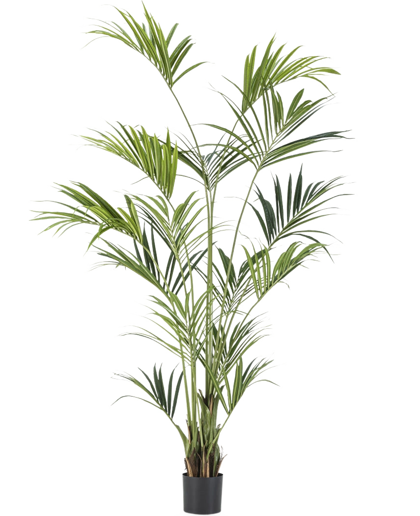 Den konstgjorda Kentia Palm 220 cm har långa, smala gröna blad och flera stammar, som ger frodig elegans till alla rum. Mot en vanlig vit bakgrund ger denna höga konstgjorda palm tropisk stil inomhus.
