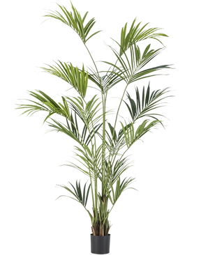 Den konstgjorda Kentia Palm 220 cm har långa, smala gröna blad och flera stammar, som ger frodig elegans till alla rum. Mot en vanlig vit bakgrund ger denna höga konstgjorda palm tropisk stil inomhus.