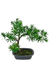 Den konstgjorda växten Bonsai Podocarpus 40 cm har tätt grönt bladverk i en grund rektangulär grå kruka med mossa, perfekt för att lägga till en naturlig stil till alla utrymmen.