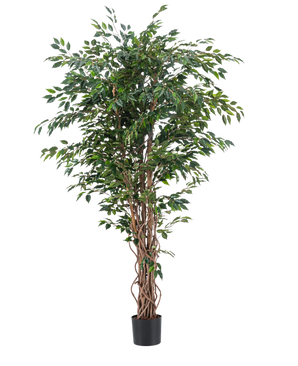 Konstgjorda växten Ficus Liana 180 cm har smala, vridna bruna stammar och rikligt med gröna blad i en svart kruka, mot en vanlig vit bakgrund. Perfekt för att lägga till frodig, elegant grönska till din interiör med denna realistiska konstgjorda växt.