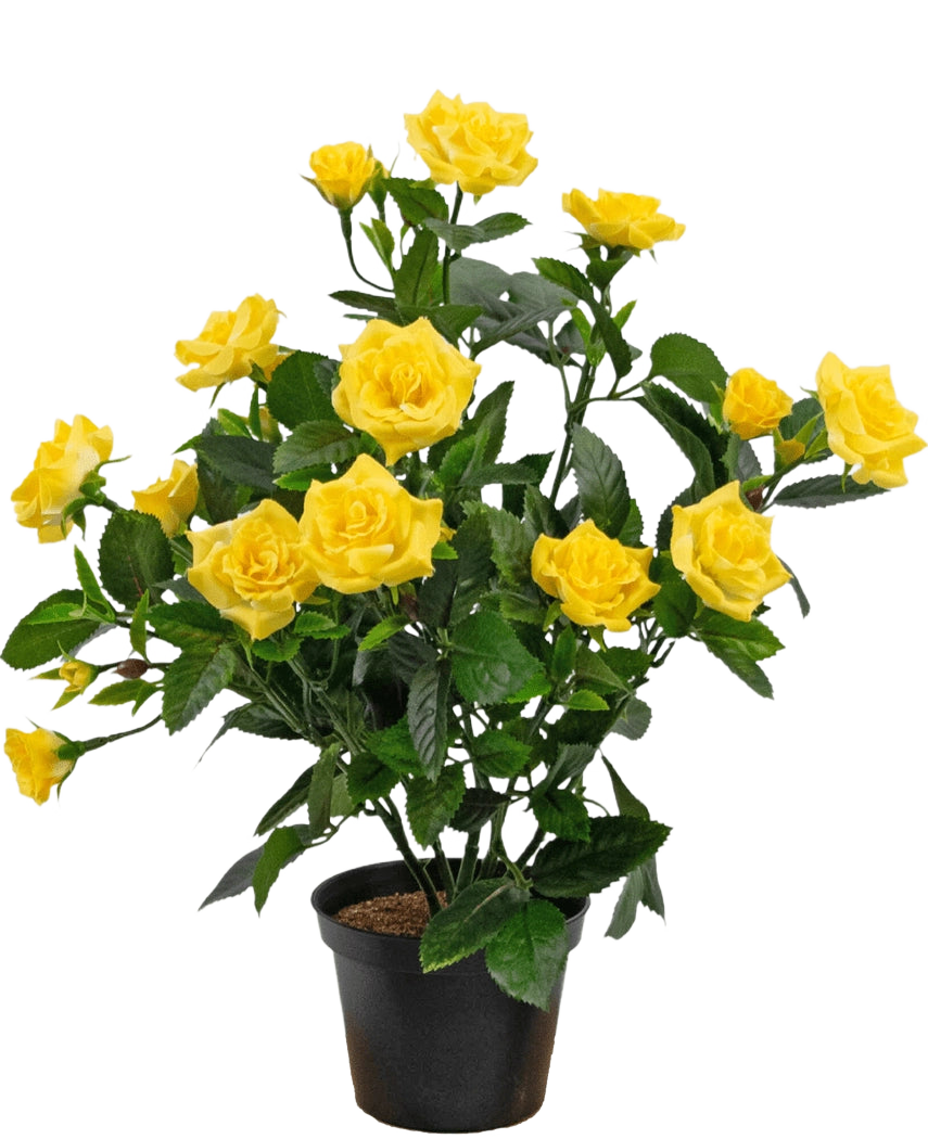 Den konstgjorda växten Mini Rose UV 35 cm gul är en konstgjord växt i kruk med flera stjälkar av levande gula rosor och gröna blad, som visas i en liten svart behållare mot en enkel bakgrund.