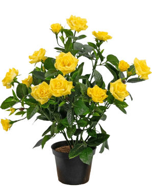 Den konstgjorda växten Mini Rose UV 35 cm gul är en konstgjord växt i kruk med flera stjälkar av levande gula rosor och gröna blad, som visas i en liten svart behållare mot en enkel bakgrund.
