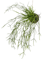 Den konstgjorda hängväxten Grass on ball 48 cm har långa, tunna, gröna gräsliknande stjälkar i en liten jordklump, mot en vit bakgrund.
