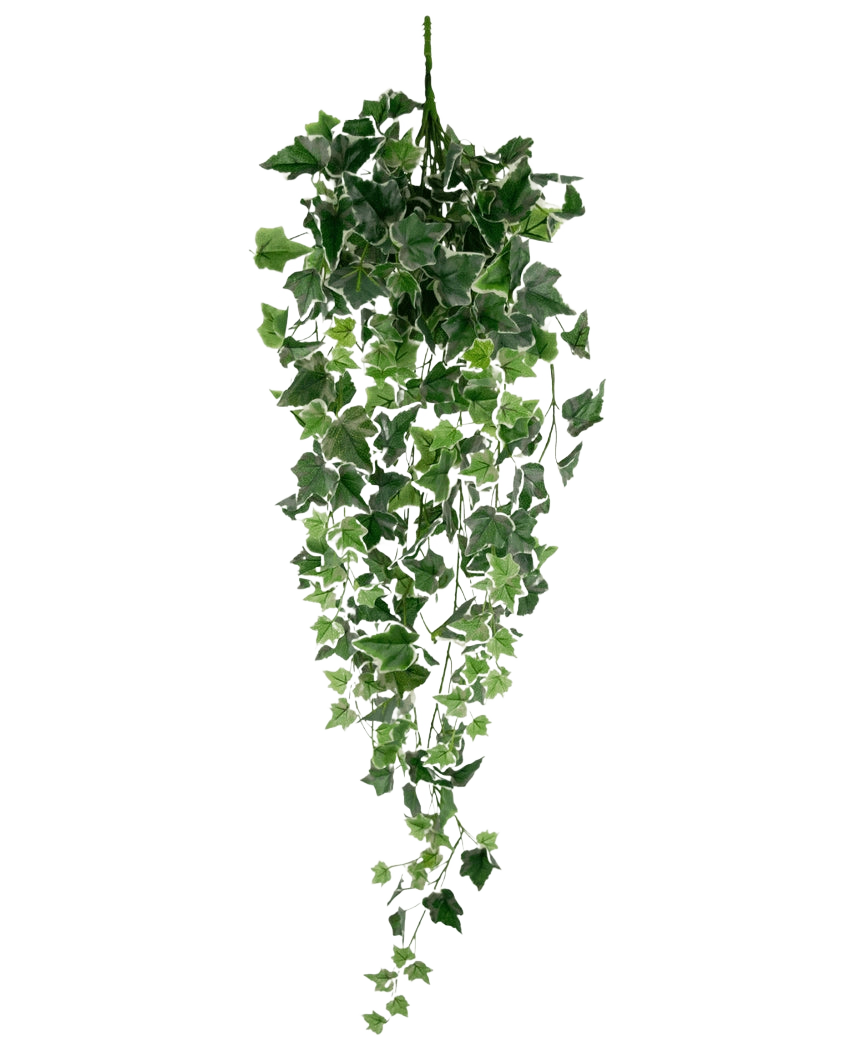 Artificiell murgröna 70 cm grön/vit är en hängande konstgjord murgrönaväxt med frodiga gröna och vita fallande blad på långa stjälkar, mot en vanlig vit bakgrund.