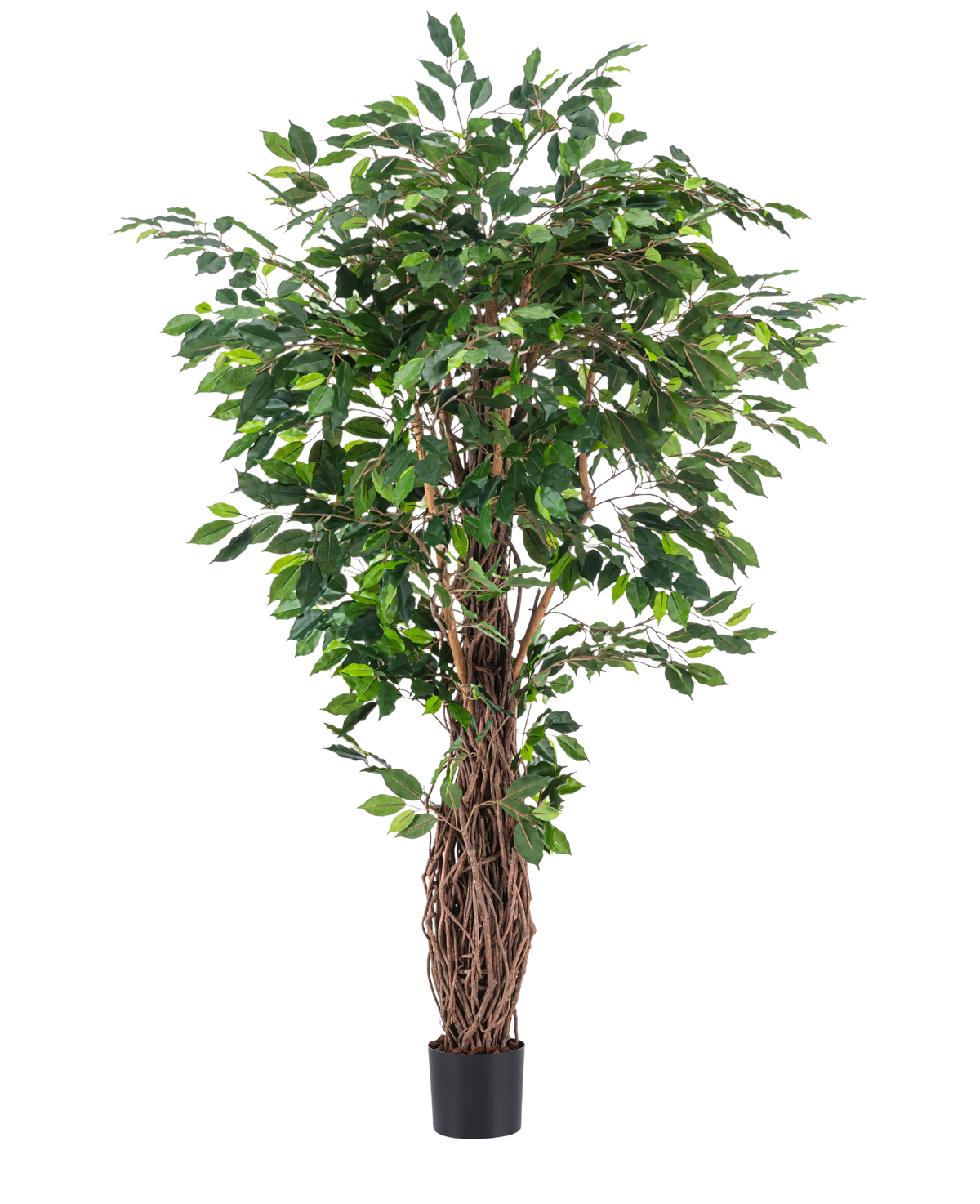 Den konstgjorda växten Ficus Tropical Liana 180 cm har täta gröna blad och flera sammanflätade bruna stjälkar i en liten svart kruka, vilket gör den till en slående accent för alla rum mot en vanlig vit bakgrund.