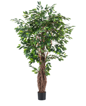 Den konstgjorda växten Ficus Tropical Liana 180 cm har täta gröna blad och flera sammanflätade bruna stjälkar i en liten svart kruka, vilket gör den till en slående accent för alla rum mot en vanlig vit bakgrund.