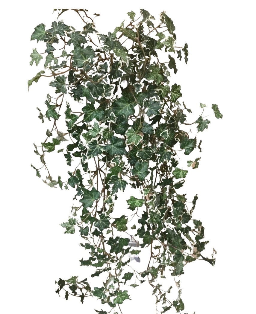 Artificiell murgröna Deluxe Rich Green-White 90 cm har frodiga gröna och vita flikiga blad på släpande stjälkar, som sticker ut vackert mot en vanlig vit bakgrund.