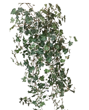 Artificiell murgröna Deluxe Rich Green-White 90 cm har frodiga gröna och vita flikiga blad på släpande stjälkar, som sticker ut vackert mot en vanlig vit bakgrund.