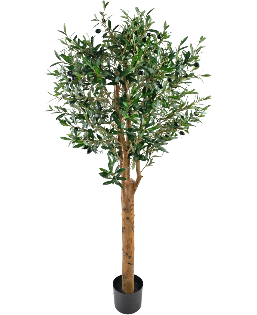 Det konstgjorda olivträdet UV 155 cm är en Easyplants konstgjord växt i kruka med en hög brun stam, täta gröna blad och små svarta oliver, elegant mot en vanlig vit bakgrund.