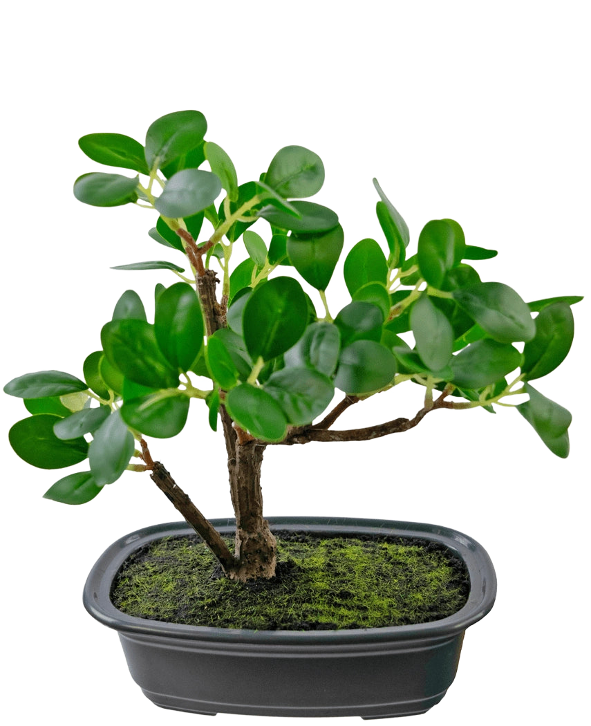 Den konstgjorda växten Bonsai Ficus 20 cm har tjocka, ovala gröna blad och placeras i en grund svart kruka med mossjord, mot en vanlig vit bakgrund.