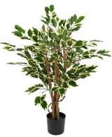 Konstgjord växt Ficus Grön/vit 90 cm med bruna stammar och gröna blad med vita kanter, visad mot en vanlig vit bakgrund.