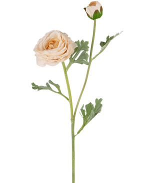 Den konstgjorda Ranunculus Real Touch Crème 60 cm har en enkel persikofärgad ranunculusstam med skiktade kronblad, en mindre sluten knopp och gröna flikiga löv, alla vackert detaljerade och isolerade på en vit bakgrund.