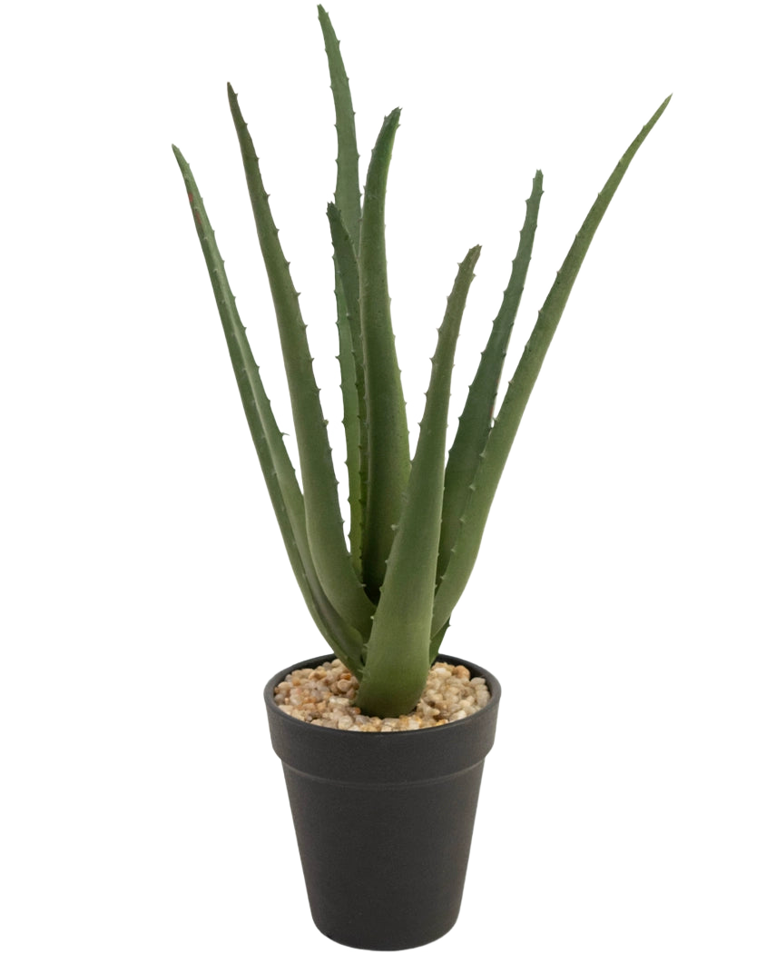 Konstgjorda växten Aloe Vera 33 cm har långa, strösiga gröna blad som växer uppåt, i små stenar i en snygg svart kruka, mot en vit bakgrund.