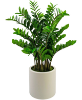 Den färdiga konstgjorda växten Zamioculcas, 120 cm hög med glänsande gröna blad, står upprätt i en enkel beige kruka mot en vanlig vit bakgrund.