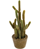 Artificiell kaktus Cereus 35 cm har flera långa, fluffiga gröna och bruna stjälkar som växer uppåt i olika riktningar, i en rund kruka med struktur och dekorativa stenar.