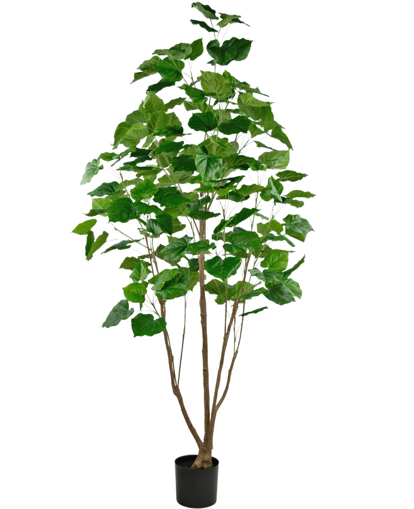 Den konstgjorda växten Ficus 210 cm är en hög krukväxt i kruka med flera smala bruna stjälkar och frodiga stora gröna blad, mot en vanlig vit bakgrund.