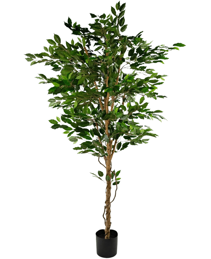 Den konstgjorda växten Ficus Green 210 cm är ett högt konstgjort träd med gröna löv och flera smala bruna stammar, i en kompakt svart kruka på en vanlig vit bakgrund.