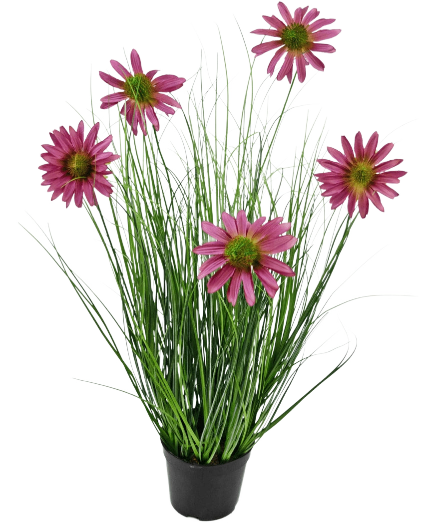 Konstgräsväxten Chrysanthemum 60 cm brandskyddsmedel har långa, tunna gröna gräsliknande blad och sex rosa krysantemumblommor med ett gult hjärta i en svart kruka, mot en vanlig vit bakgrund.