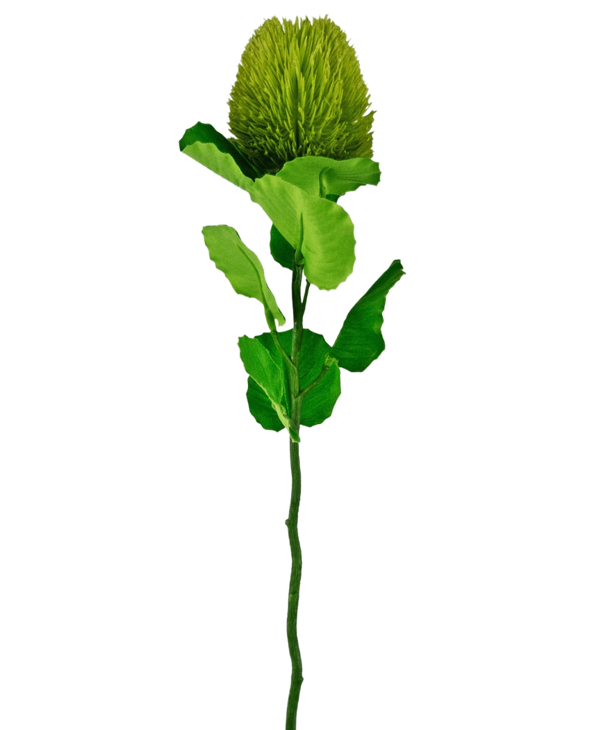 Den konstgjorda blomman Banksia 59 cm grön är en enda grön sidenblomma med en fluffig, rund blomma och sågtandade blad på en lång stjälk - perfekt för alla konstgjorda blomdekorationer och vacker mot en vanlig vit bakgrund.