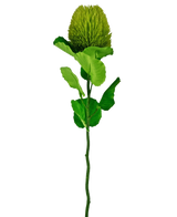 Den konstgjorda blomman Banksia 59 cm grön är en enda grön sidenblomma med en fluffig, rund blomma och sågtandade blad på en lång stjälk - perfekt för alla konstgjorda blomdekorationer och vacker mot en vanlig vit bakgrund.