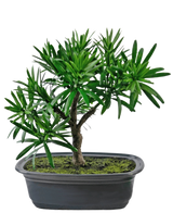Konstgjorda växten Bonsai Podocarpus 20 cm har täta gröna blad och en smal stam i en grund oval svart kruka med mossjord, mot en vit bakgrund.