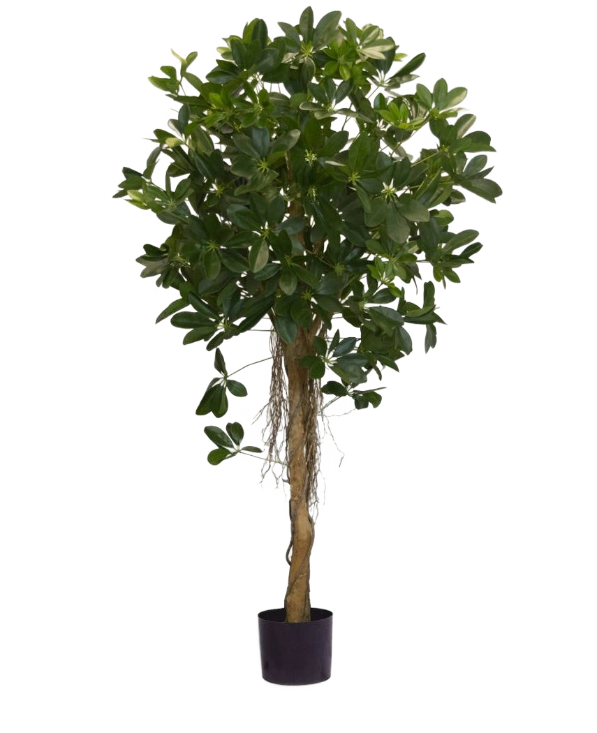 Den konstgjorda växten Schefflera små blad 150 cm har en hög vriden stam och täta klasar av mörkgröna blad mot en vanlig vit bakgrund. Perfekt för att sätta en fräsch touch till din inredning eller att ställa ut i snygga dekorativa krukor.