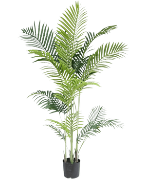 Den konstgjorda växten Phoenix 160 cm är en hög falsk växt med smala gröna blad på flera stjälkar i en liten svart kruka, mot en vit bakgrund för en lyxig look - perfekt för älskare av tropiska växter.