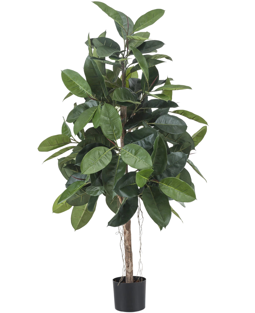 Artificiell gummiväxt 150 cm har breda, glänsande mörkgröna blad och placeras i en liten svart kruka mot en vit bakgrund.