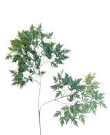 Artificiella Leaf Ming Aralia 50 cm gröna brandskyddsmedel är en lång, smal konstgjord växt med tunna stjälkar och knippen av gröna blad med tandade kanter mot en vanlig vit bakgrund.