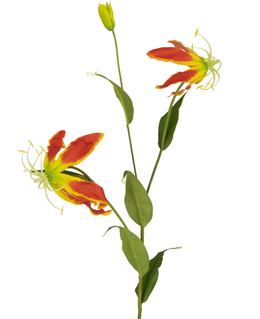 Den konstgjorda blomman Gloriosa 81 cm röd/gul har två öppna röda och gula gloriosa liljablommor, en sluten knopp och ett antal långa gröna blad, allt mot en vanlig vit bakgrund.
