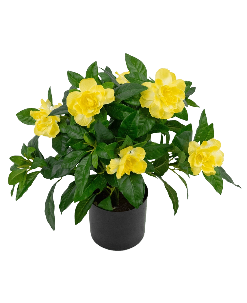 Den konstgjorda växten Gardenia UV 39 cm är en frodig grön konstgjord växt med stora, levande gula blommor och glansiga blad i en svart kruka, mot en vanlig vit bakgrund.